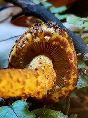 Pholiota glutinosa
