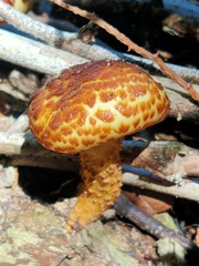 Pholiota glutinosa