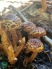 Pholiota glutinosa