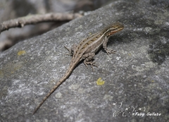 Sceloporus variabilis