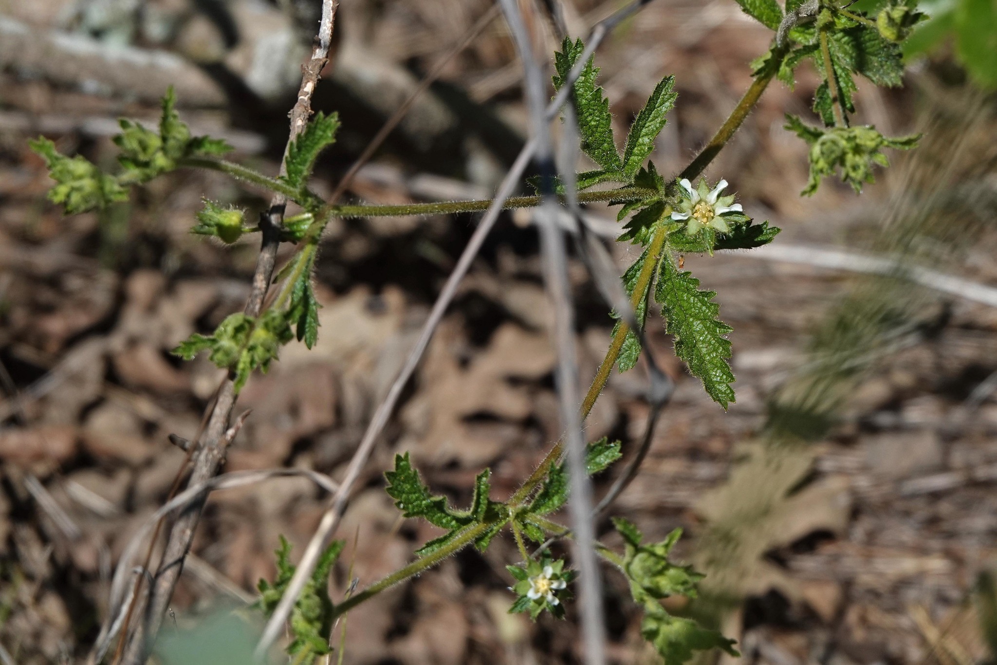 Horkelia californica var. frondosa