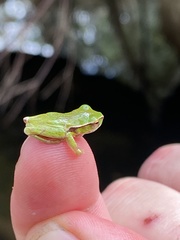 Ranoidea phyllochroa