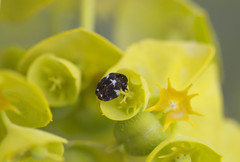 Anthrenus angustefasciatus