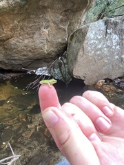 Ranoidea phyllochroa