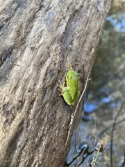 Ranoidea phyllochroa