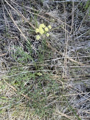 Lomatium cookii