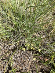 Lomatium cookii
