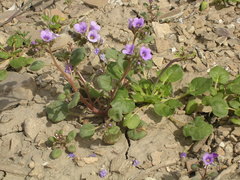 Phacelia pulchella sabulonum