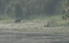 Prionailurus viverrinus