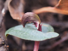 Corybas aconitiflorus