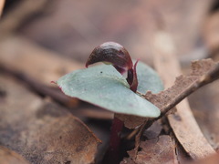 Corybas aconitiflorus