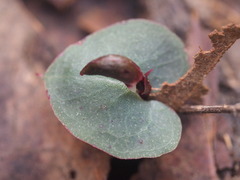 Corybas aconitiflorus