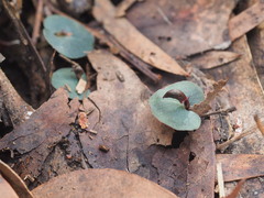 Corybas aconitiflorus