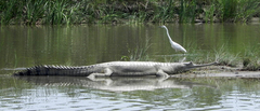 Gavialis gangeticus