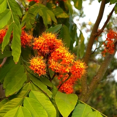 Saraca