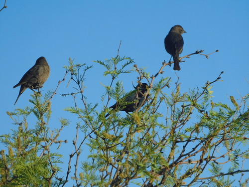 Brown-headed Cowbird