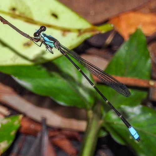 Palaemnema dentata