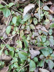 Melastoma dodecandrum