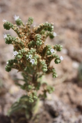 Phacelia hughesii