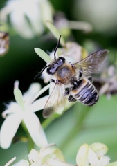 Megachile conjuncta