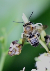Megachile conjuncta