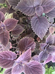 Coleus scutellarioides
