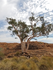 Corymbia aparrerinja