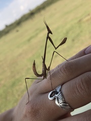 Idolomorpha