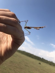 Idolomorpha