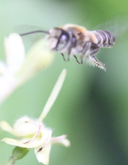 Megachile conjuncta