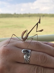 Idolomorpha