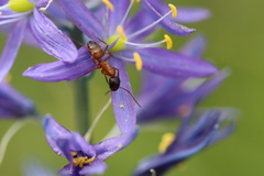 Camponotus semitestaceus
