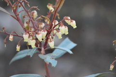 Comarostaphylis spinulosa
