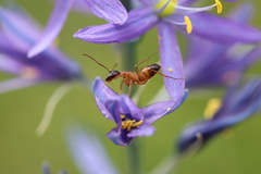 Camponotus semitestaceus