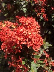 Ixora coccinea