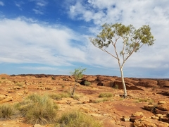 Corymbia aparrerinja