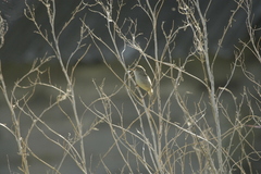 Acrocephalus dumetorum