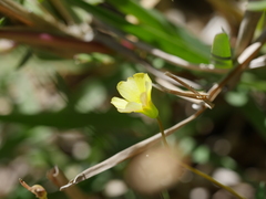 Oxalis rubens