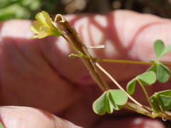 Oxalis rubens