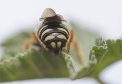 Rhodanthidium septemdentatum