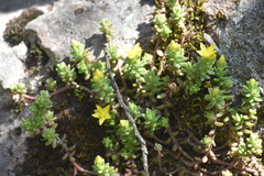 Sedum oaxacanum