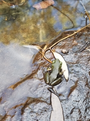 Ranoidea gilleni