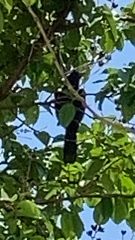 Eudynamys scolopaceus