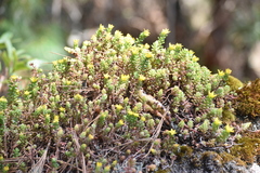 Sedum oaxacanum