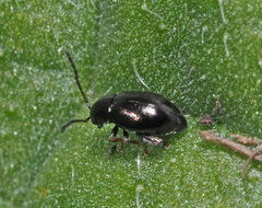 Longitarsus anchusae