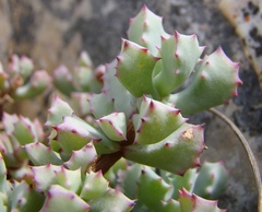 Oscularia deltoides