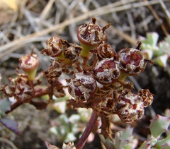 Oscularia deltoides
