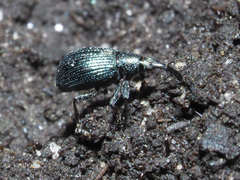 Ischnopterapion virens