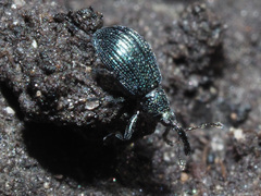 Ischnopterapion virens