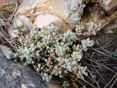Oscularia deltoides